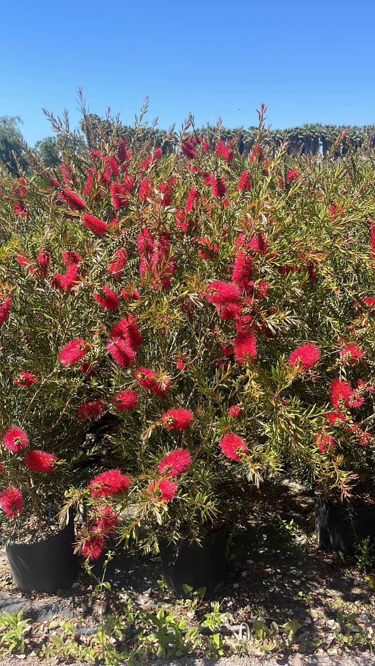Callistemon Linearis (Scovolino) — Cespuglio, vaso 9 litri