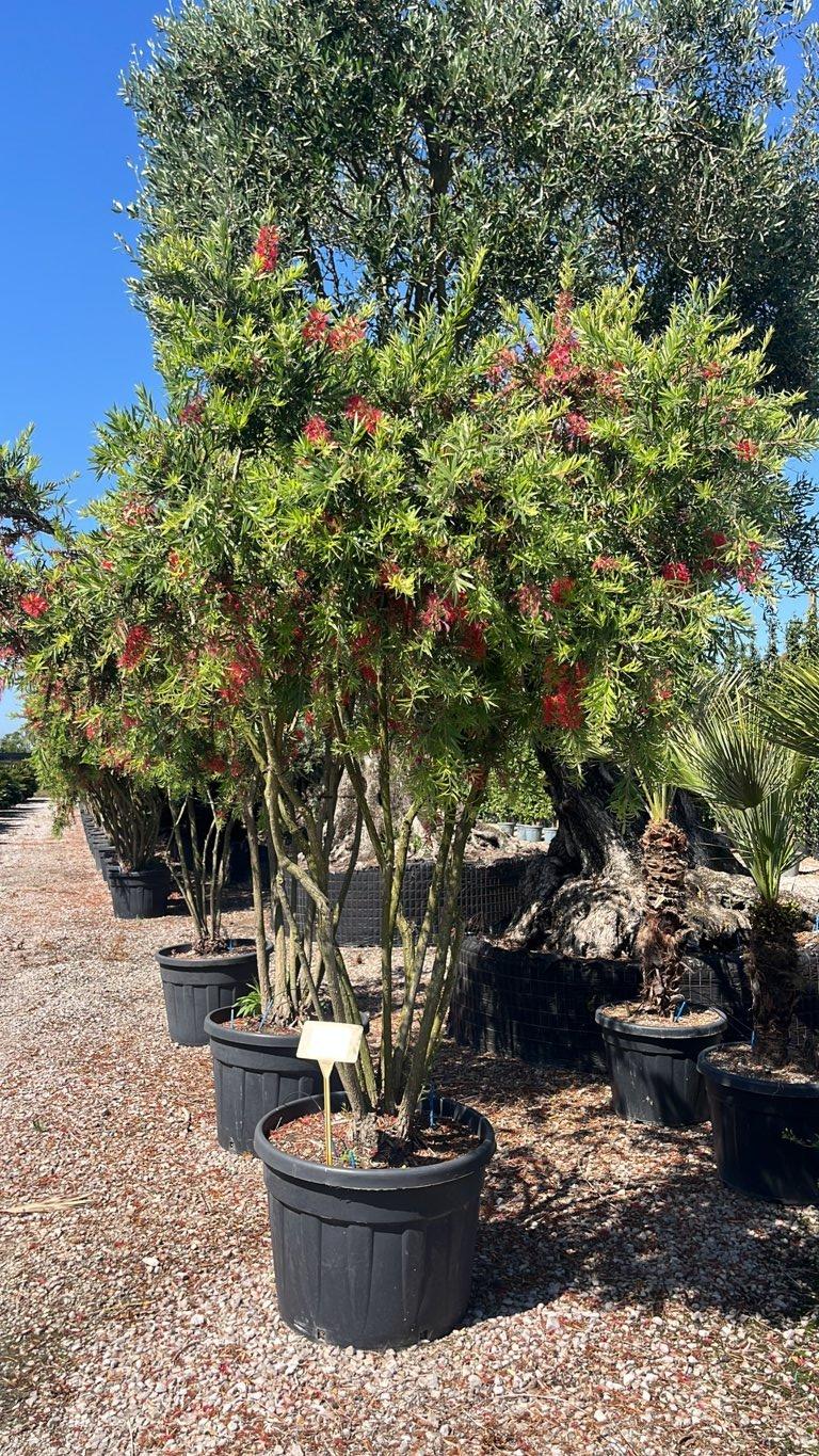 Callistemon Masotti Mini Red — Nuvola, altezza 150/175 cm, vaso 130 litri