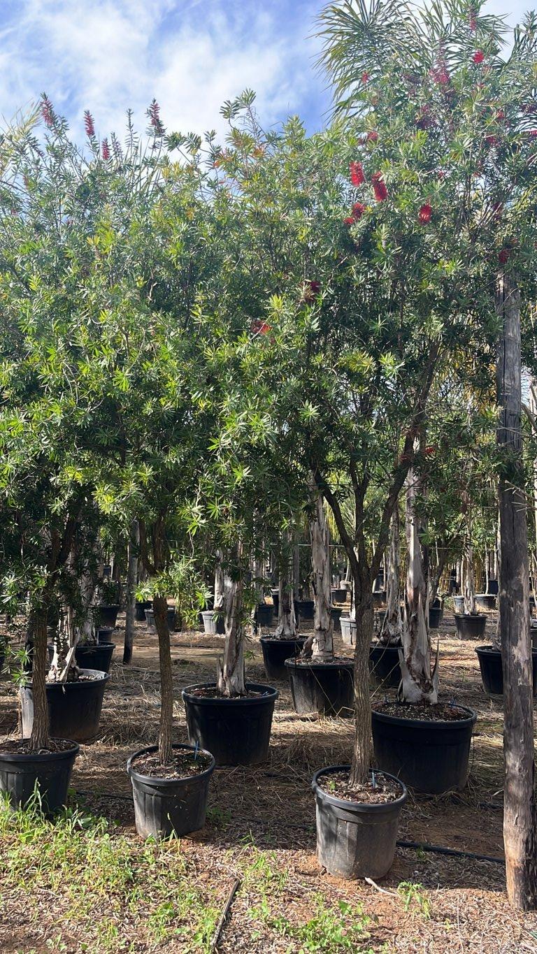 Callistemon Red Cluster (Scovolino) — 1/2 fusto, circonferenza 18/20 cm, vaso 70 litri