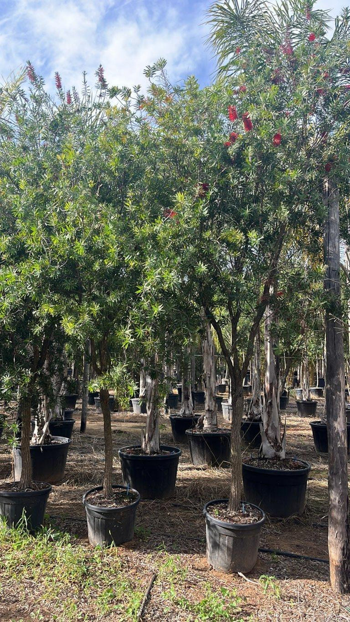 Callistemon Red Cluster (Scovolino) — 1/2 fusto, circonferenza 18/20 cm, vaso 70 litri
