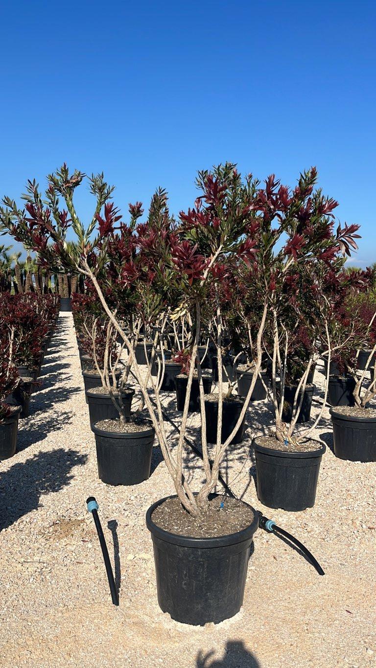 Callistemon Red Rocket (Scovolino) — Palla, vaso 55 litri