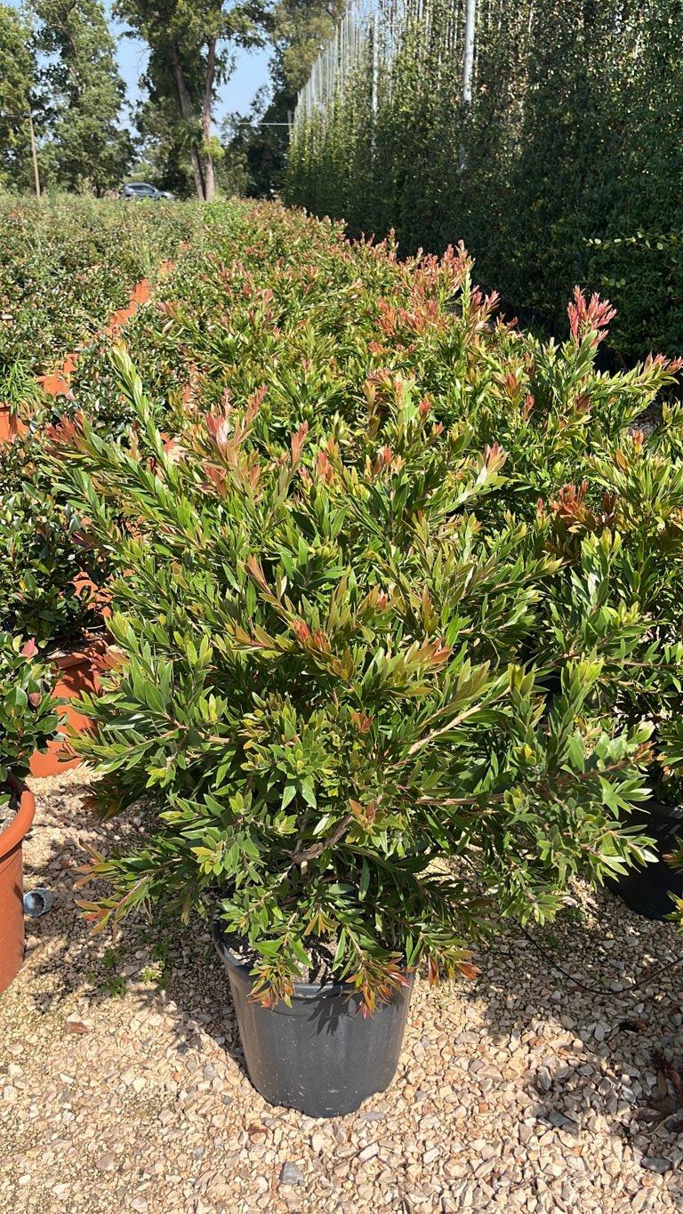 Callistemon Red Rocket (Scovolino) — vaso 18 litri