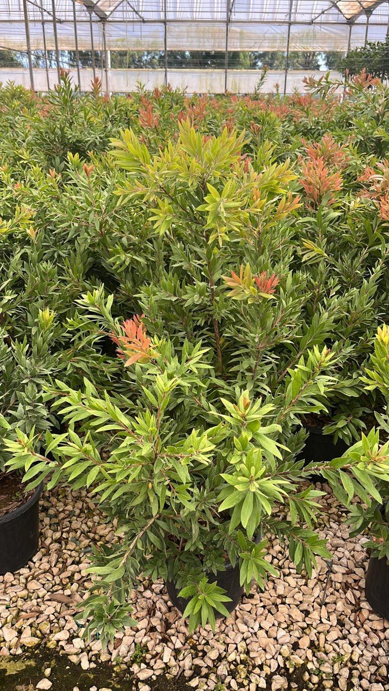 Callistemon Red Rocket (Scovolino) — vaso 9 litri
