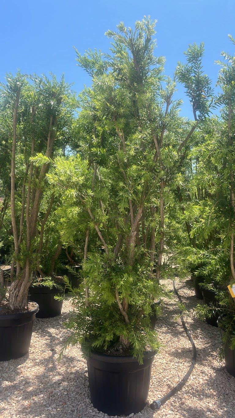 Callistemon Viminalis Captain Cook (Scovolino) — altezza 150/200 cm, vaso 70 litri