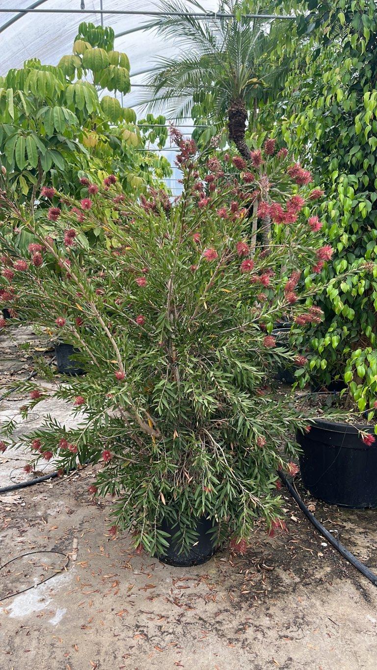 Callistemon Viminalis Holy Spirit (Scovolino) — altezza 100/150 cm, vaso 30 litri
