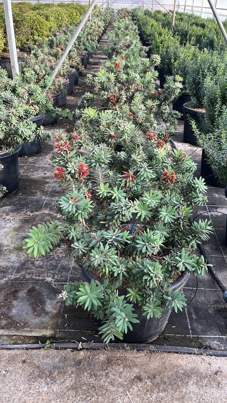 Callistemon Viminalis Little John (Scovolino) — vaso 30 litri