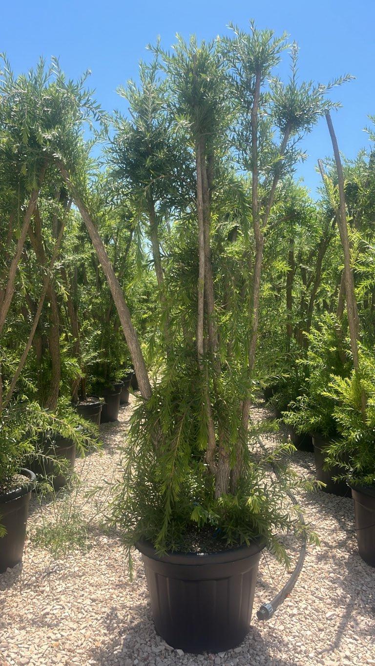 Callistemon Viminalis Red Cluster (Scovolino) — altezza 150/200 cm, vaso 70 litri