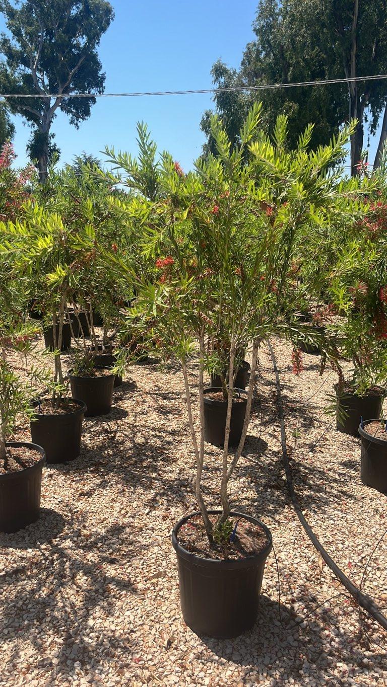 Callistemon Viminalis Red Star (Scovolino) — Nuvola, vaso 25 litri