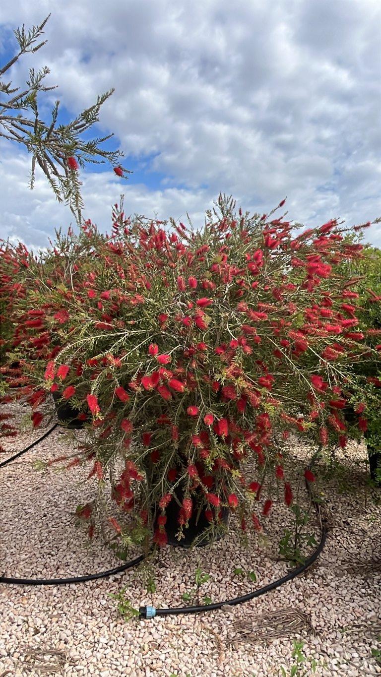 Callistemon Viminalis (Scovolino) — Cespuglio, altezza 150/175 cm, vaso 130 litri
