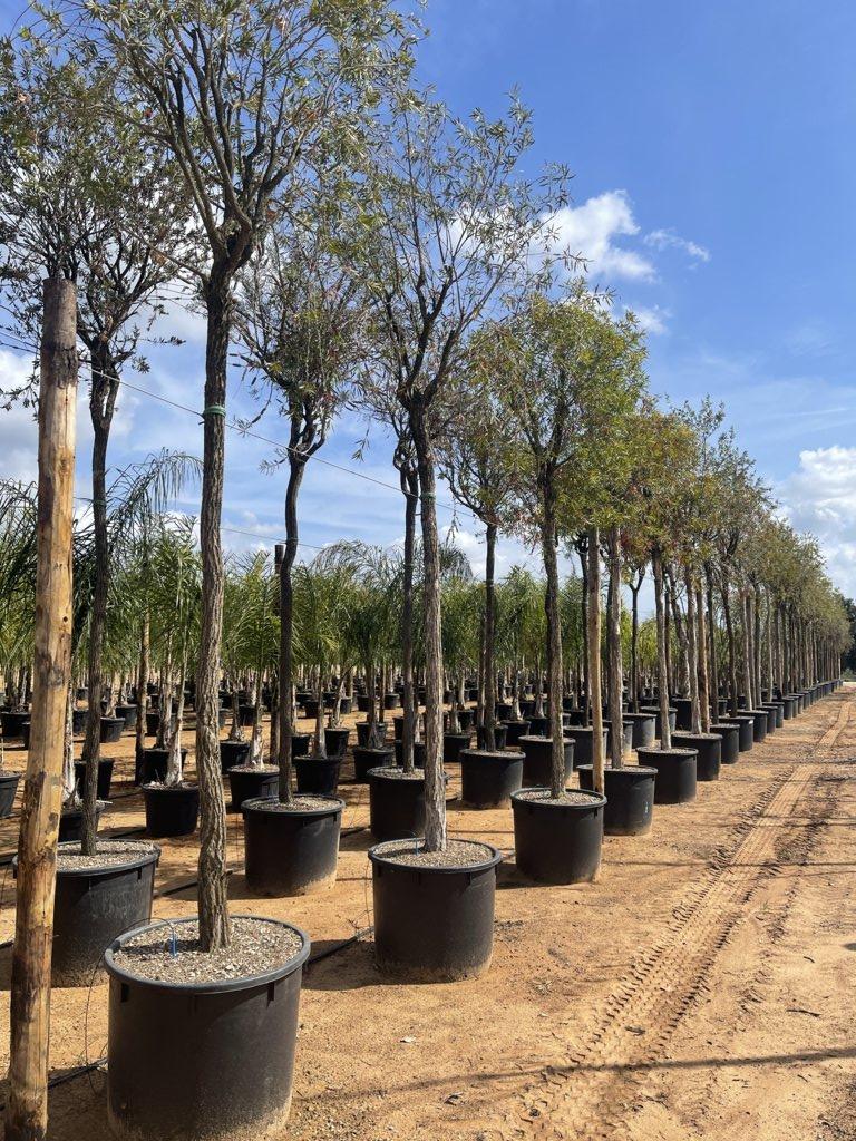 Callistemon Viminalis (Scovolino) — Albero, circonferenza 25/30 cm, vaso 240 litri