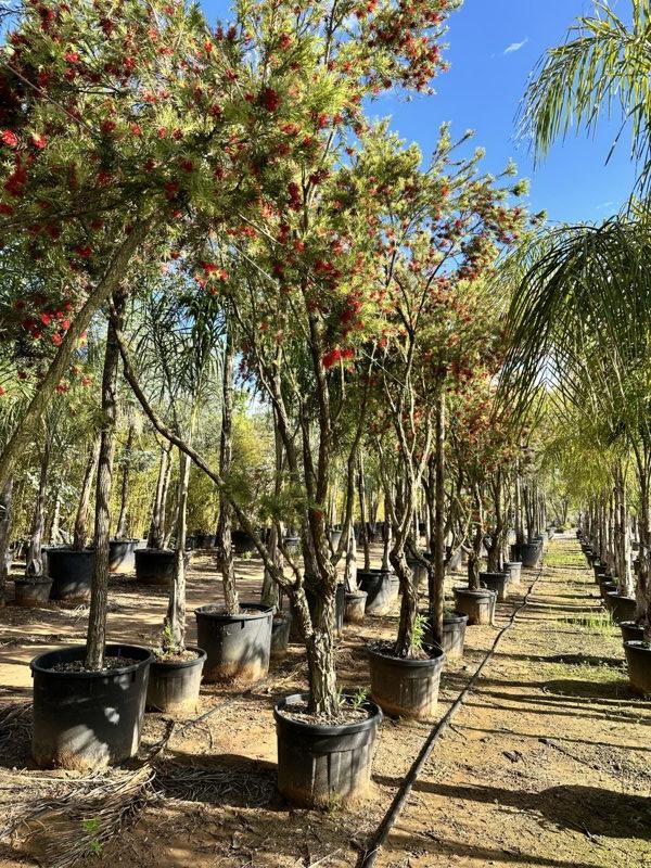 Callistemon Viminalis (Scovolino) — Esemplare, circonferenza 20/30 cm, vaso 130 litri