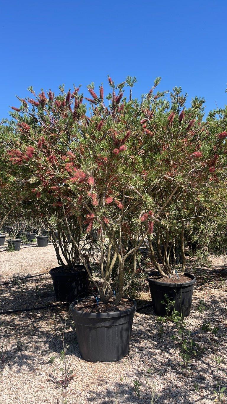 Callistemon Viminalis (Scovolino) — Nuvola, altezza 150/175 cm, vaso 130 litri