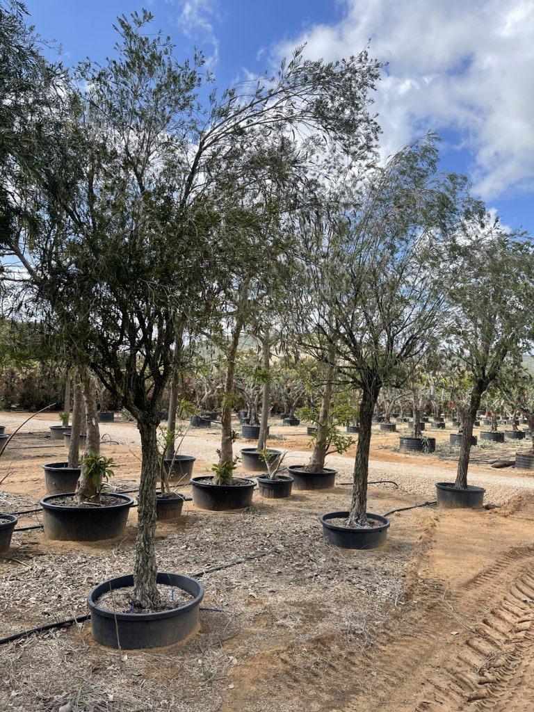 Callistemon Viminalis (Scovolino) — 3/4 fusto, circonferenza 40/50 cm, vaso 240 litri