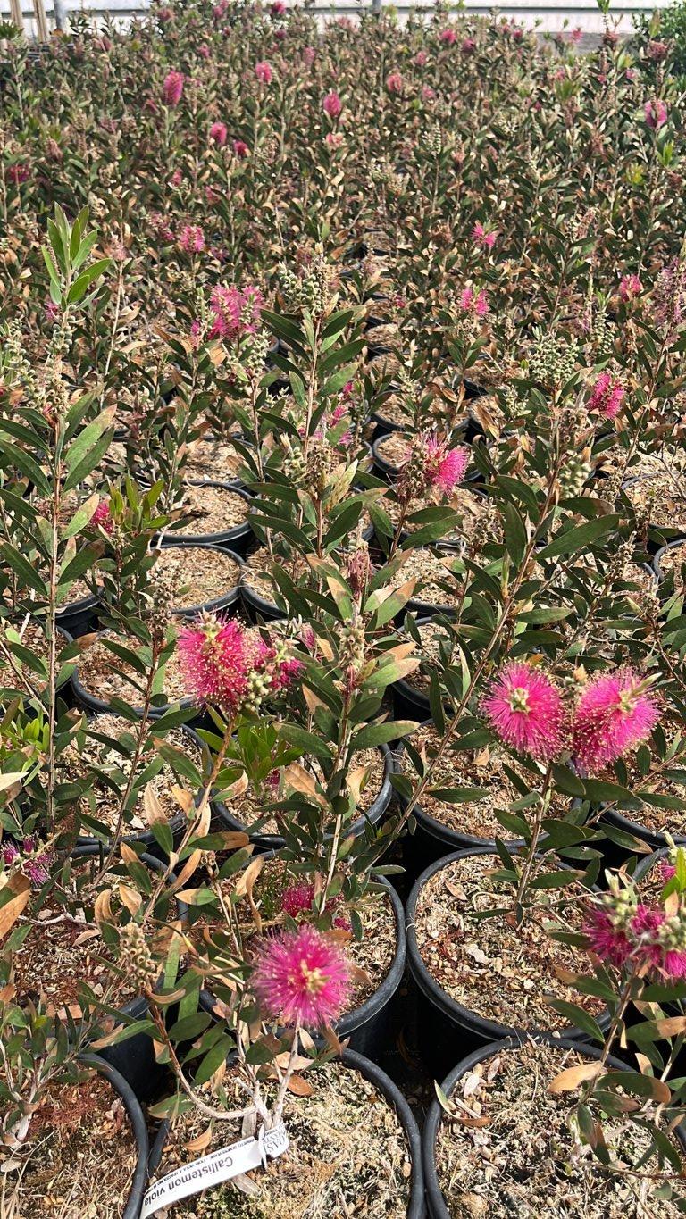 Callistemon Violaceus (Scovolino viola) — vaso 3 litri