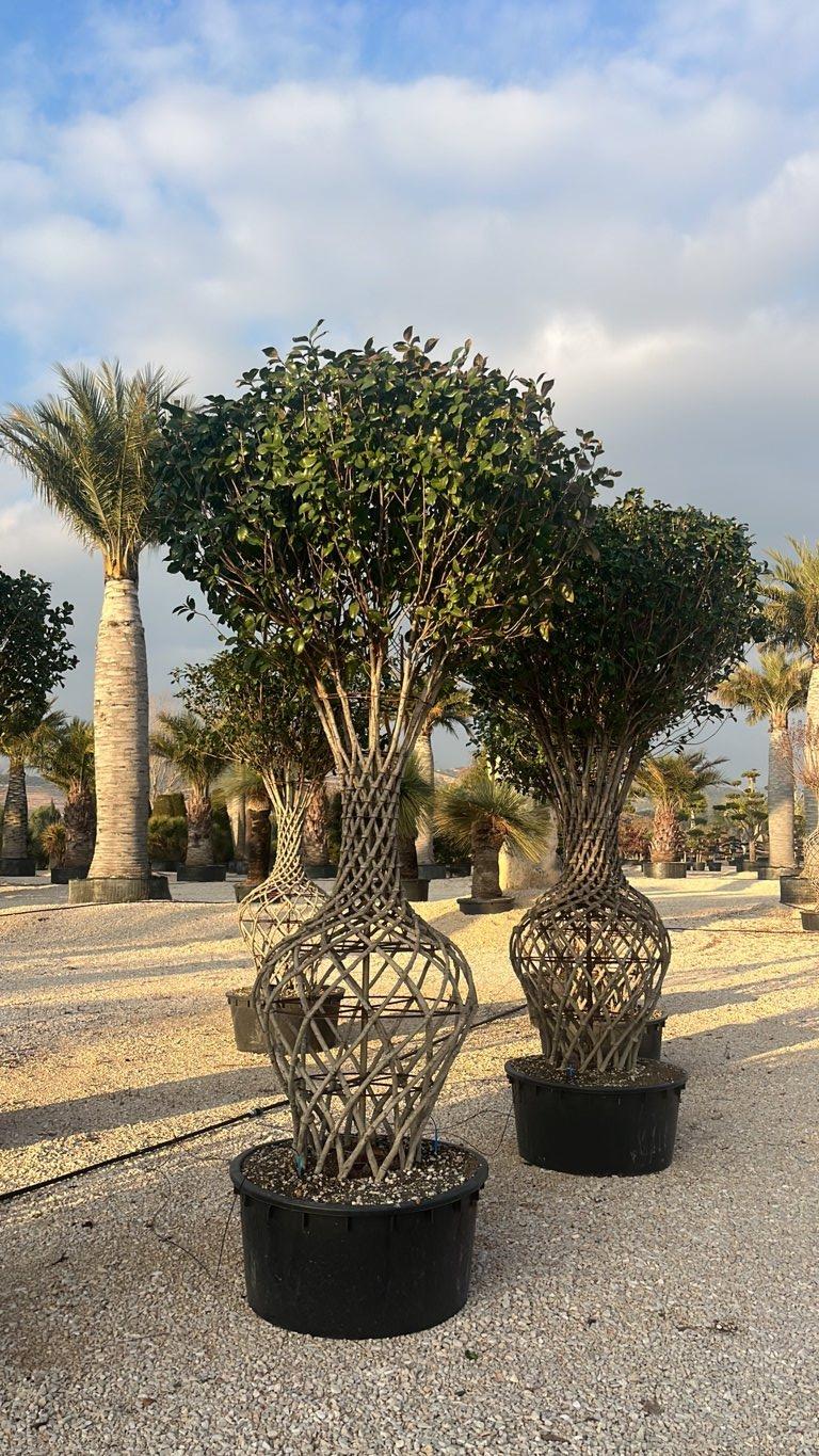 Camellia (Camelia) — Bottiglia, altezza 250/300 cm, vaso 240 litri