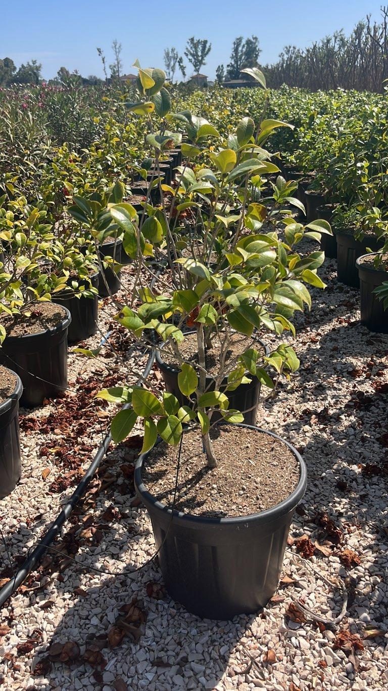Camellia Japonica Black Lace — Cespuglio, vaso 30 litri