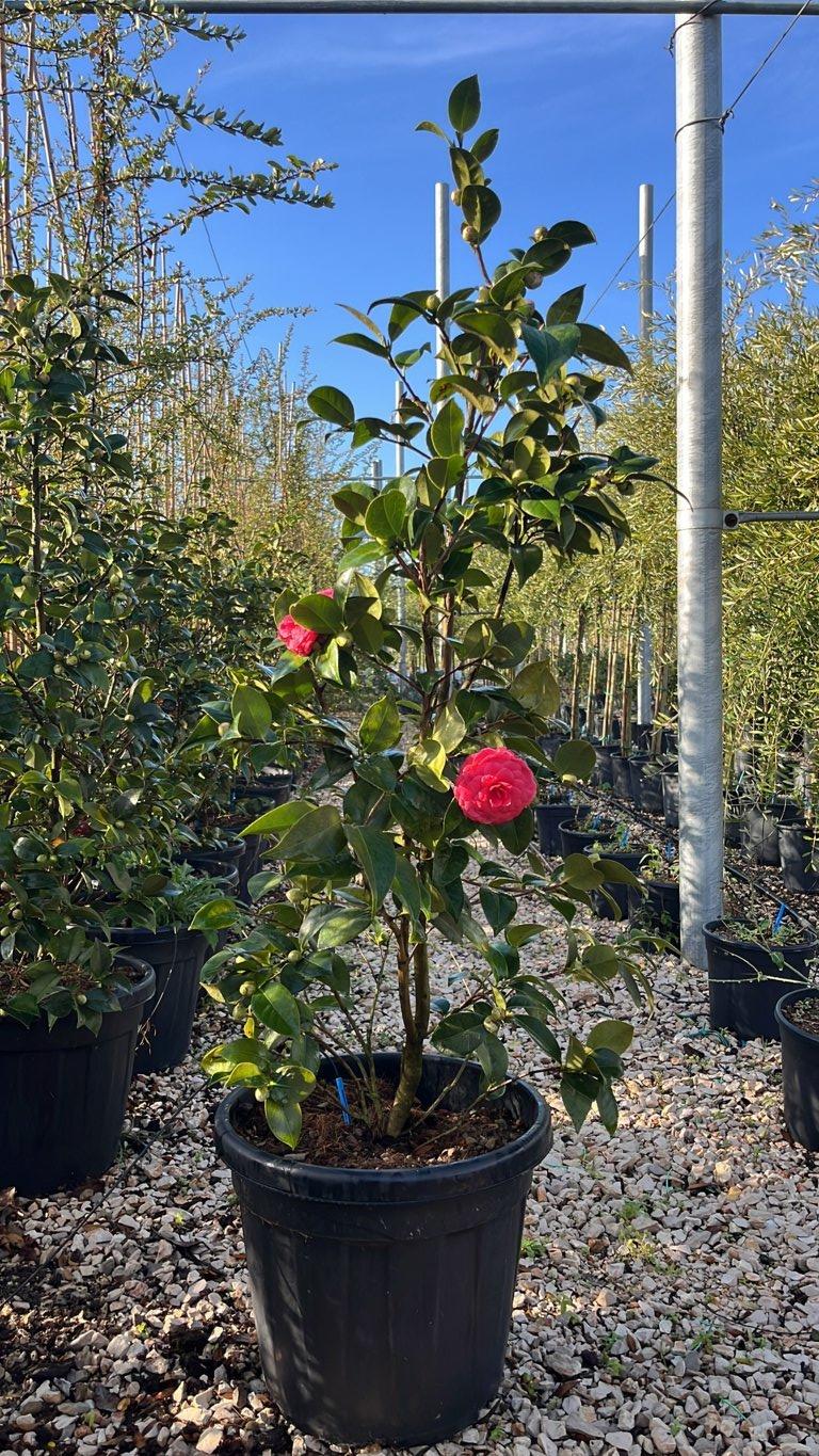 Camellia Japonica Black Lace — Cespuglio, vaso 30 litri