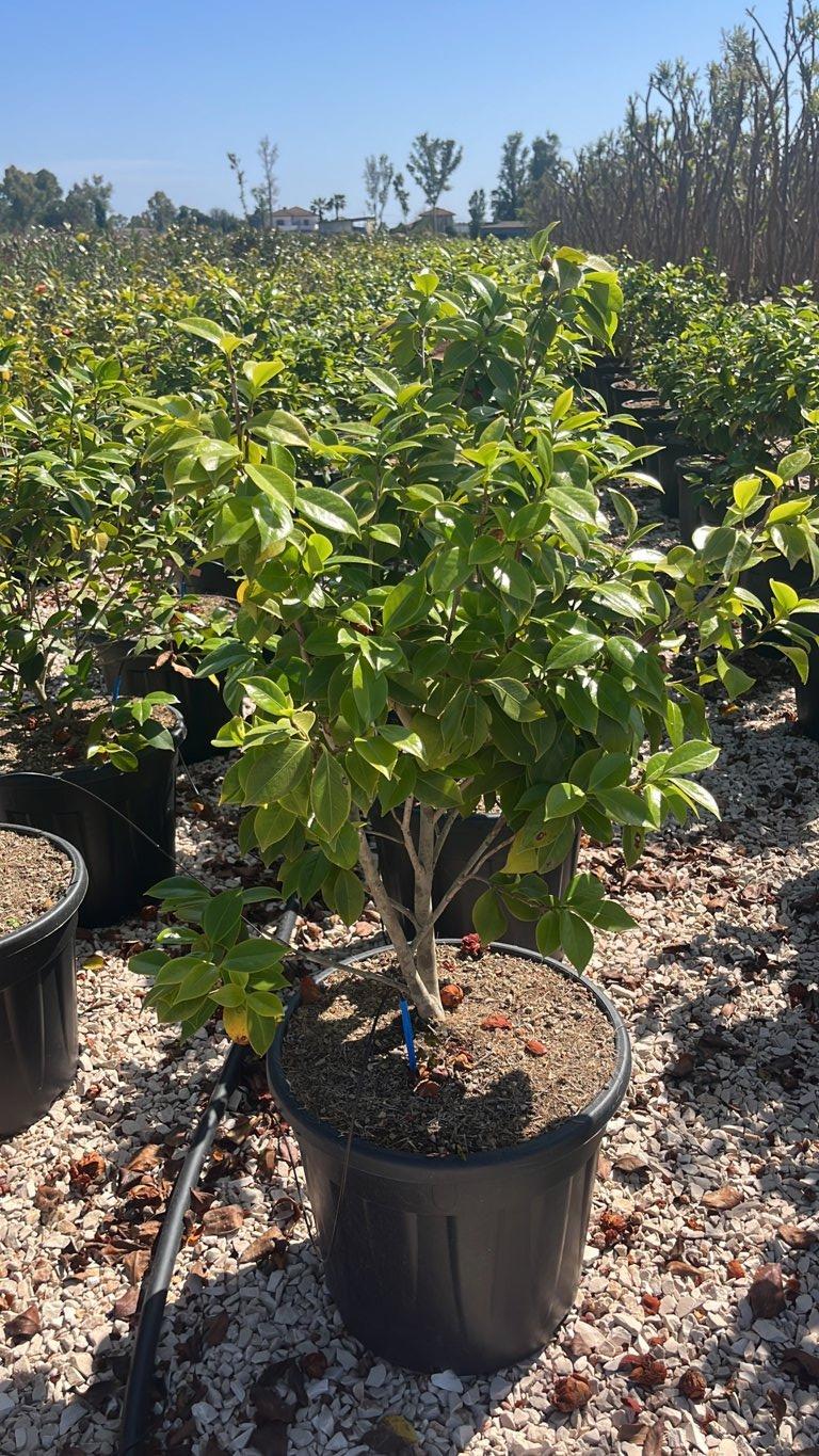 Camellia Japonica Bonomiana — Cespuglio, vaso 30 litri