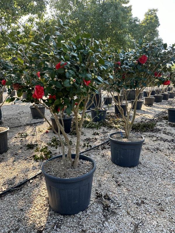 Camellia Japonica (Camelia) — Nuvola, altezza 125/150 cm, vaso 150 litri