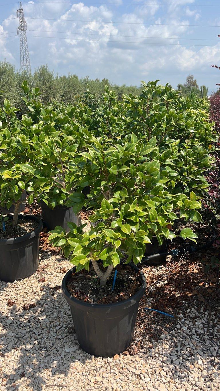 Camellia Japonica (Camelia) — Cespuglio, New Life 20