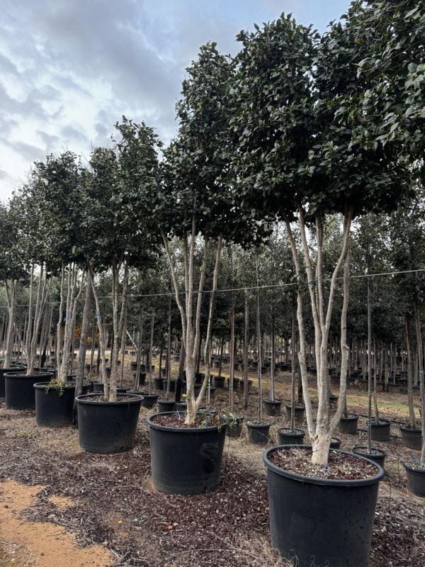 Camellia Japonica (Camelia) — Nuvola, altezza 350/400 cm, vaso 350 litri