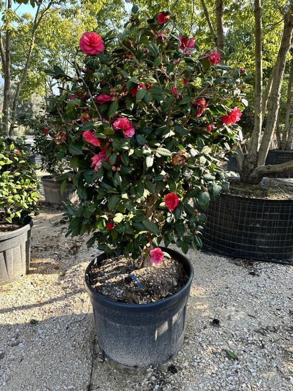 Camellia Japonica (Camelia) — Cespuglio, vaso 130 litri