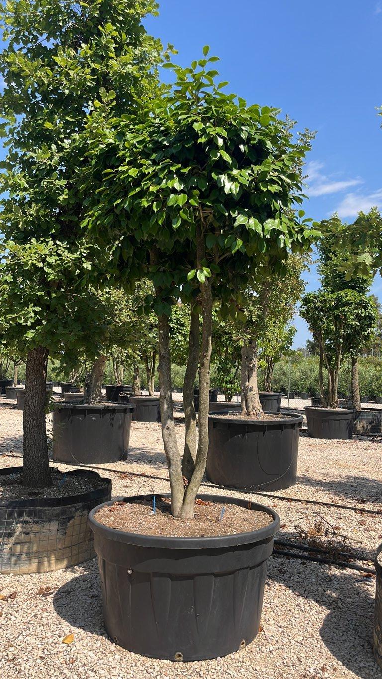 Camellia Japonica (Camelia) — Nuvola, altezza 250/300 cm, vaso 500 litri