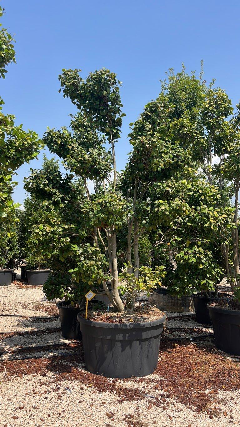 Camellia Japonica (Camelia) — Bonsai, altezza 250/300 cm, vaso 500 litri