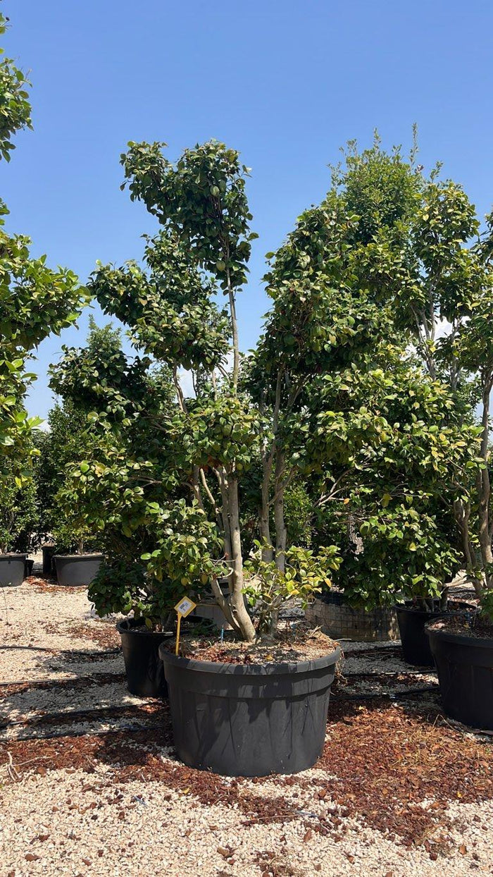 Camellia Japonica (Camelia) — Bonsai, altezza 250/300 cm, vaso 500 litri