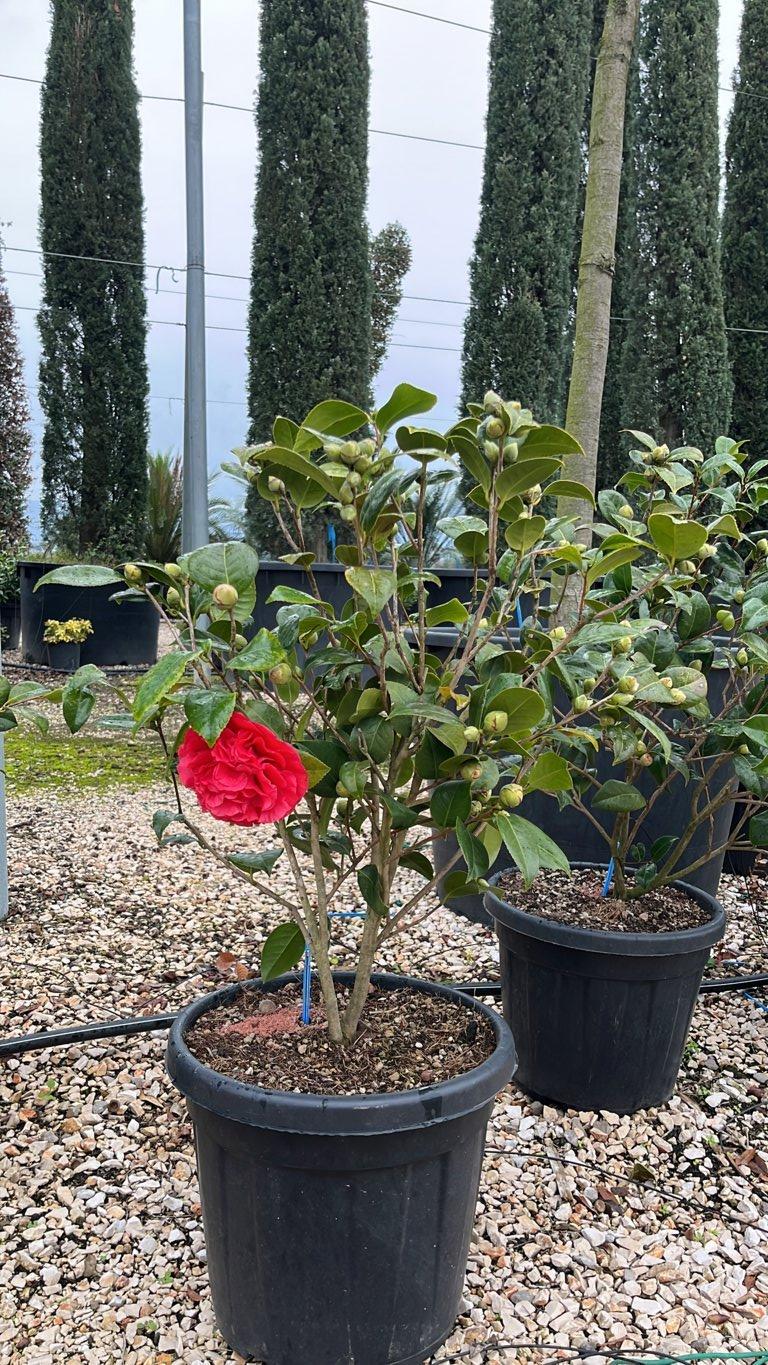 Camellia Japonica Pearl Maxwell — Cespuglio, vaso 30 litri