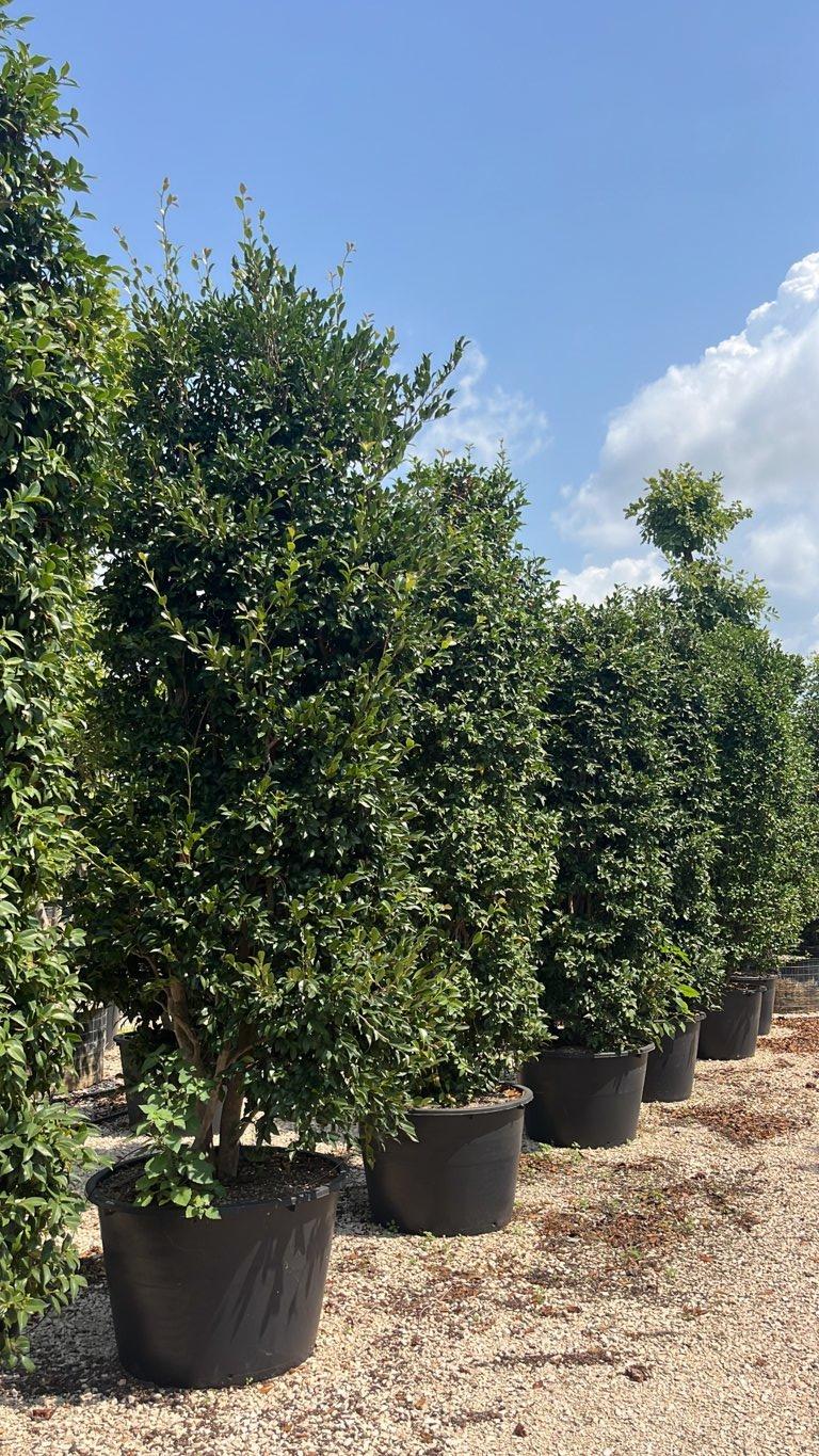 Camellia Sasanqua Bianco (Camelia) — Cespuglio, altezza 250/300 cm, vaso 230 litri
