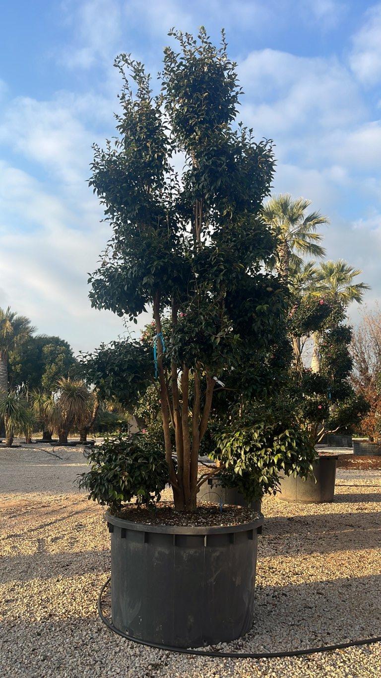 Camellia Sasanqua Bianco (Camelia) — Bonsai, altezza 350/400 cm, vaso 1000 litri