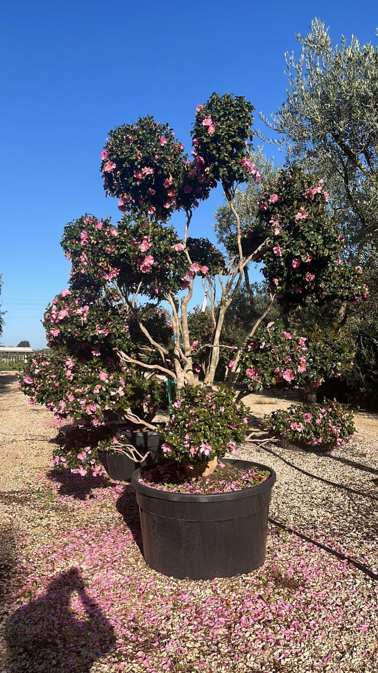 Camellia Sasanqua (Camelia) — Bonsai, altezza 300/350 cm, vaso 500 litri