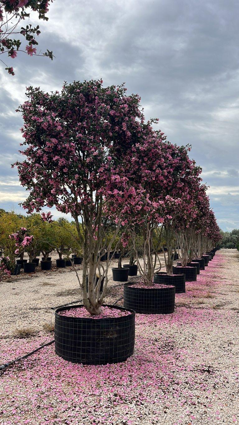Camellia Sasanqua (Camelia) — Nuvola, altezza 300/350 cm, in rete