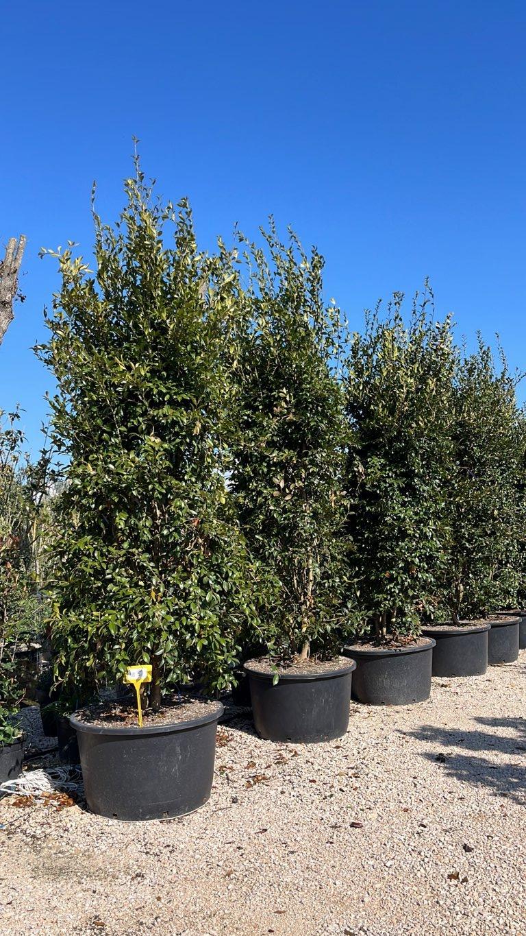 Camellia Sasanqua (Camelia) — Cespuglio, altezza 250/300 cm, vaso 285 litri