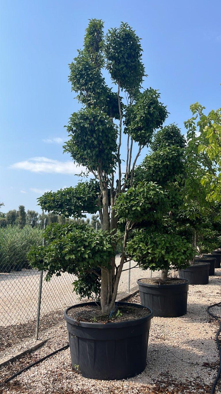 Camellia Sasanqua (Camelia) — Bonsai, altezza 300/350 cm, vaso 500 litri