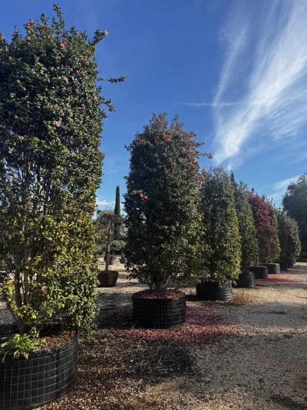 Camellia Sasanqua Cleopatra (Camelia) — Cespuglio, altezza 300/350 cm, in rete