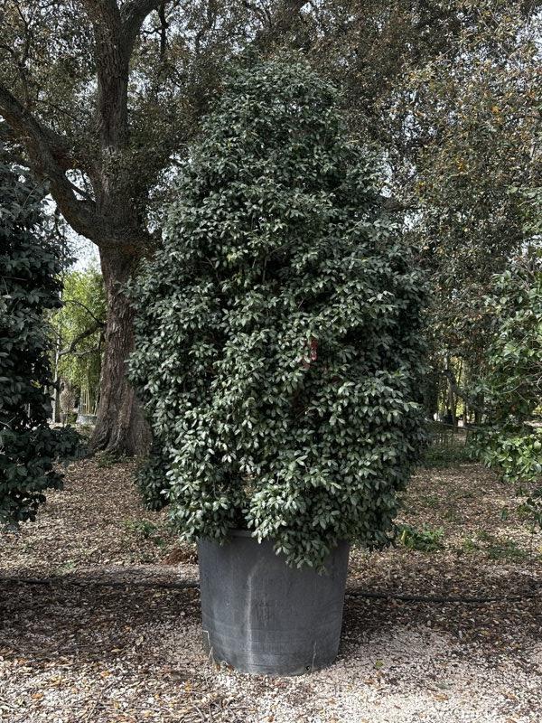 Camellia Sasanqua in varietà (Camelia) — Cespuglio, altezza 250/300 cm, vaso 350 litri