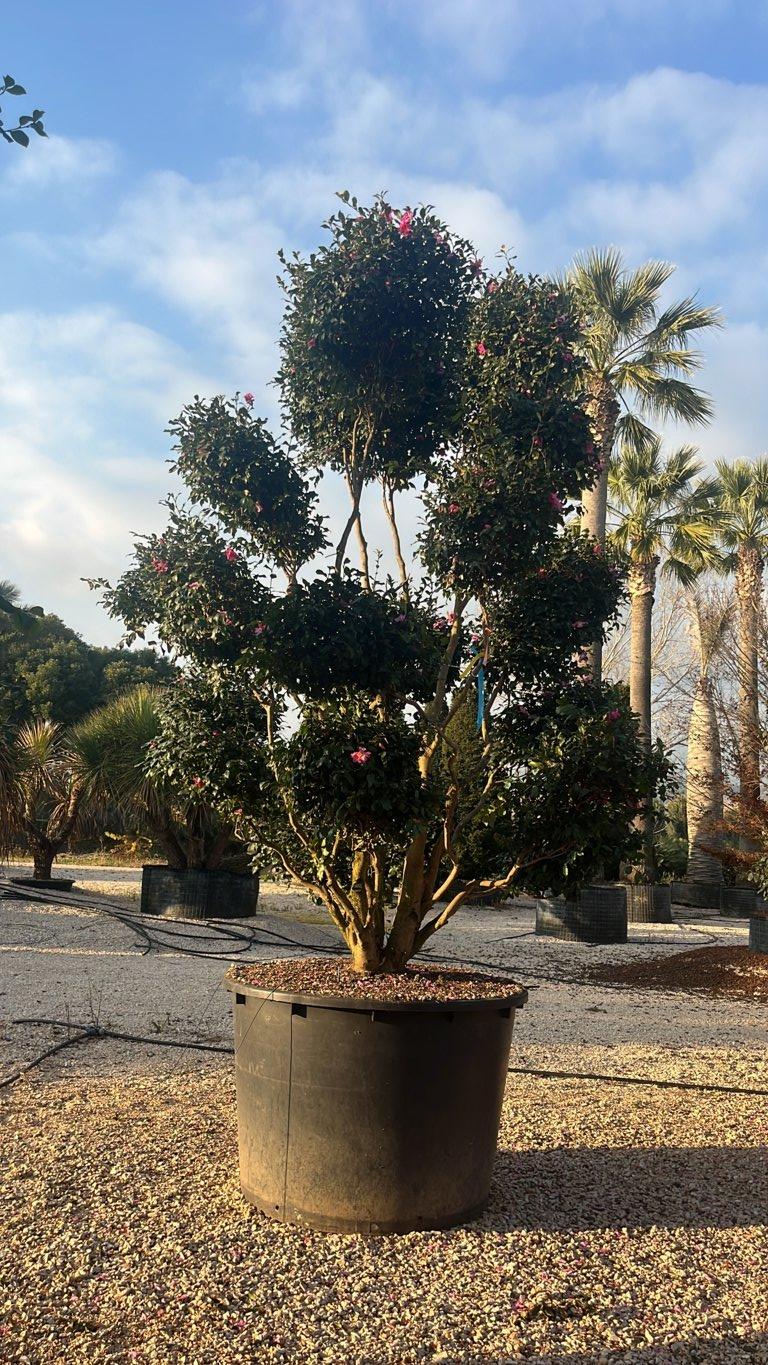 Camellia Sasanqua Rosa (Camelia) — Bonsai, altezza 300/350 cm, vaso 1000 litri
