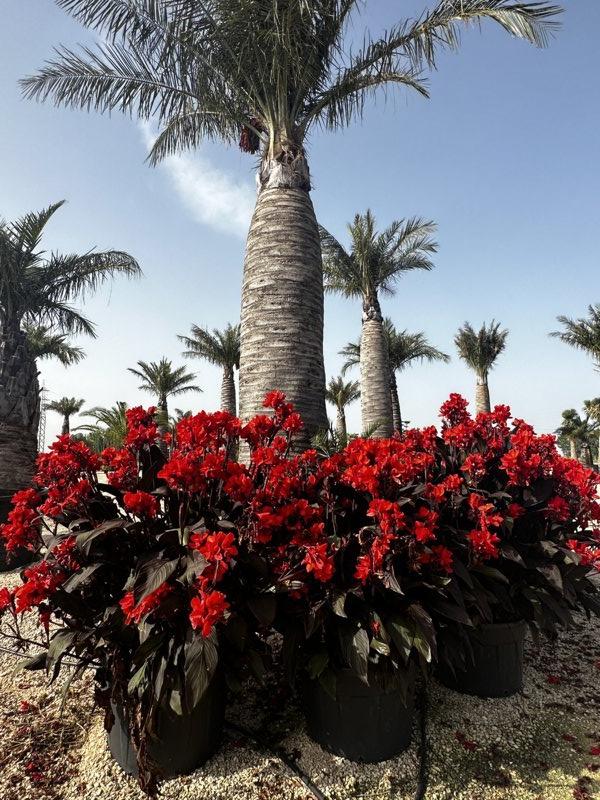 Canna Indica Black (Canna d'India) — vaso 240 litri
