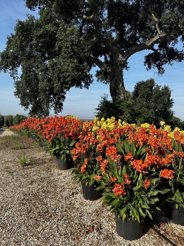 Canna Indica Cannova Orange Shades — vaso 45 litri