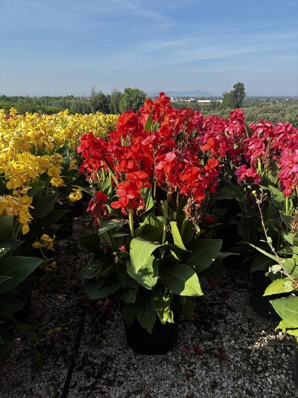 Canna Indica Cannova Red Shades — vaso 45 litri