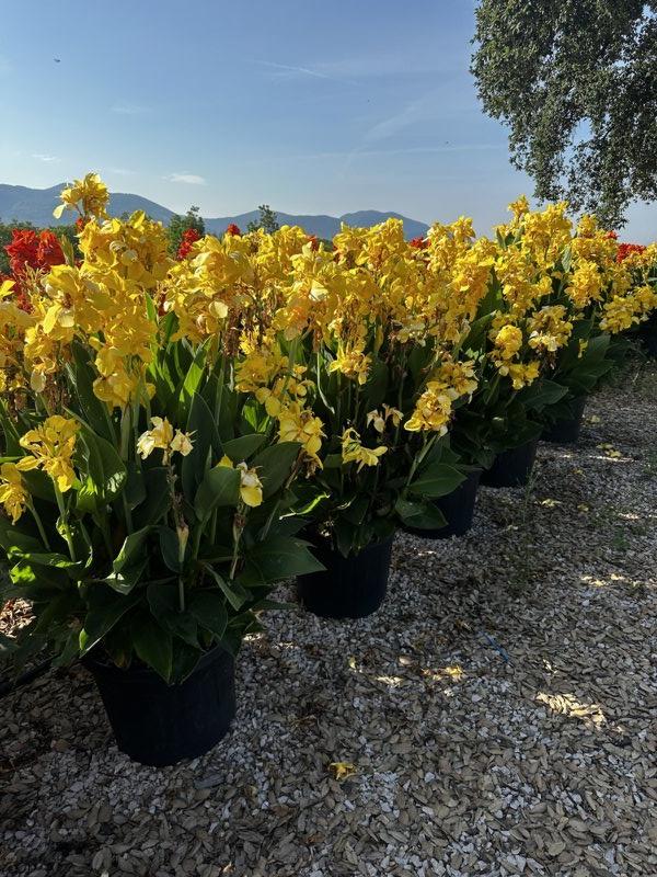 Canna Indica Cannova Yellow — vaso 45 litri