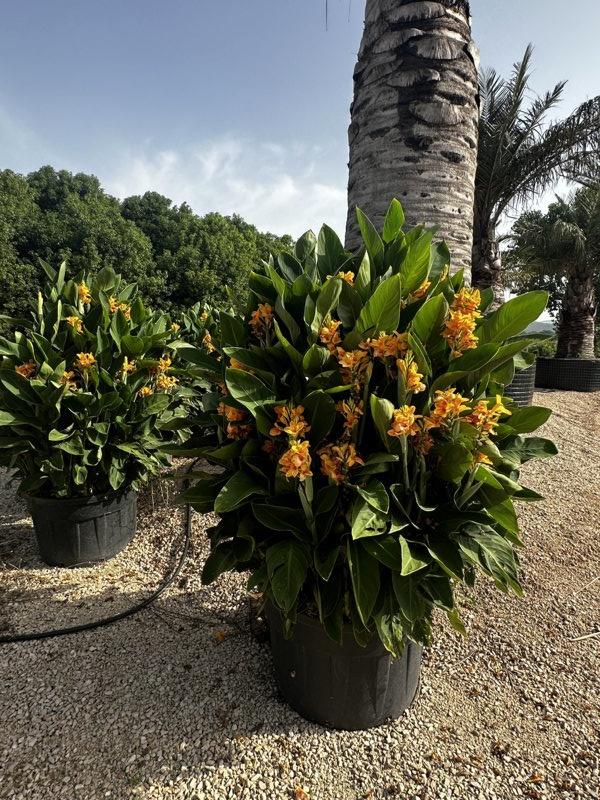 Canna Indica Gialla (Canna d'India) — vaso 240 litri