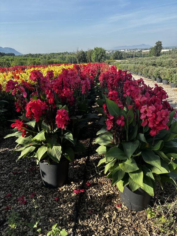 Canna Indica Rosa Forte (Canna d'India) — vaso 45 litri