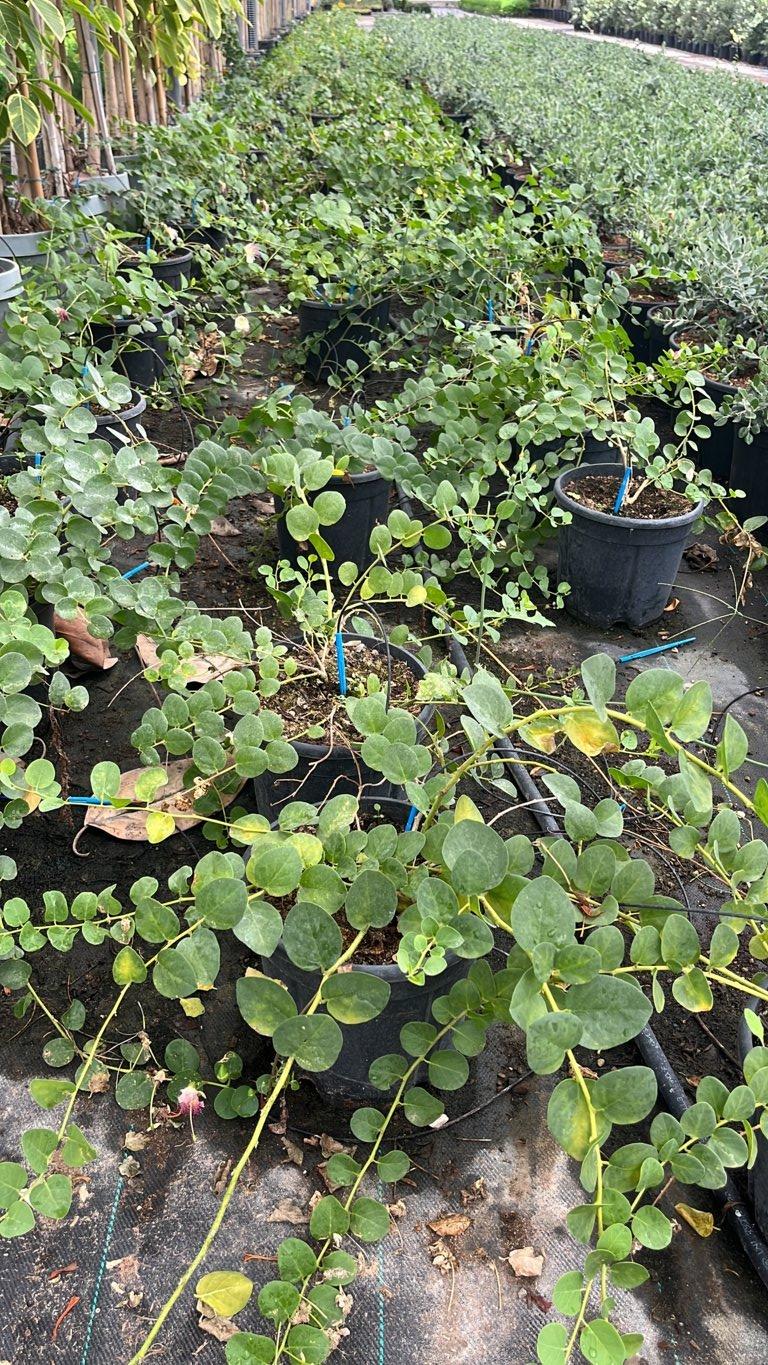 Capparis Spinosa (Cappero) — vaso 9 litri