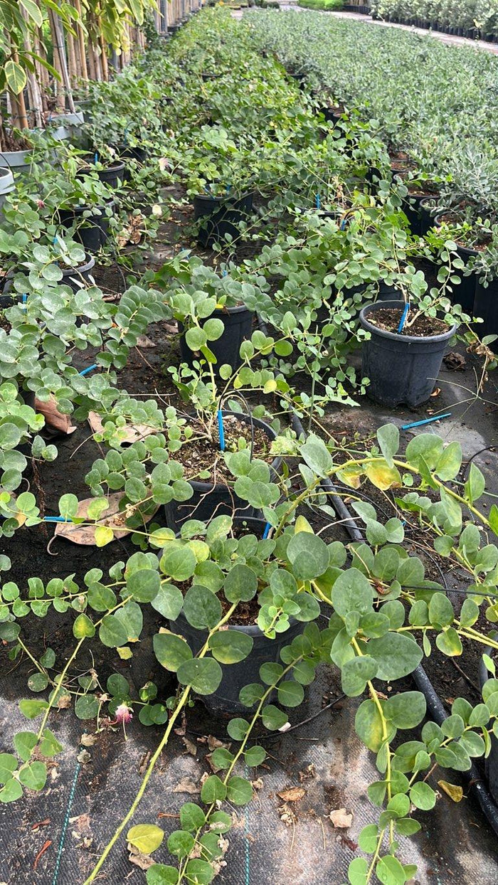 Capparis Spinosa (Cappero) — vaso 9 litri