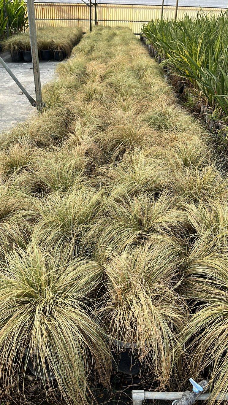 Carex Comans Amazon Mist — vaso 9 litri