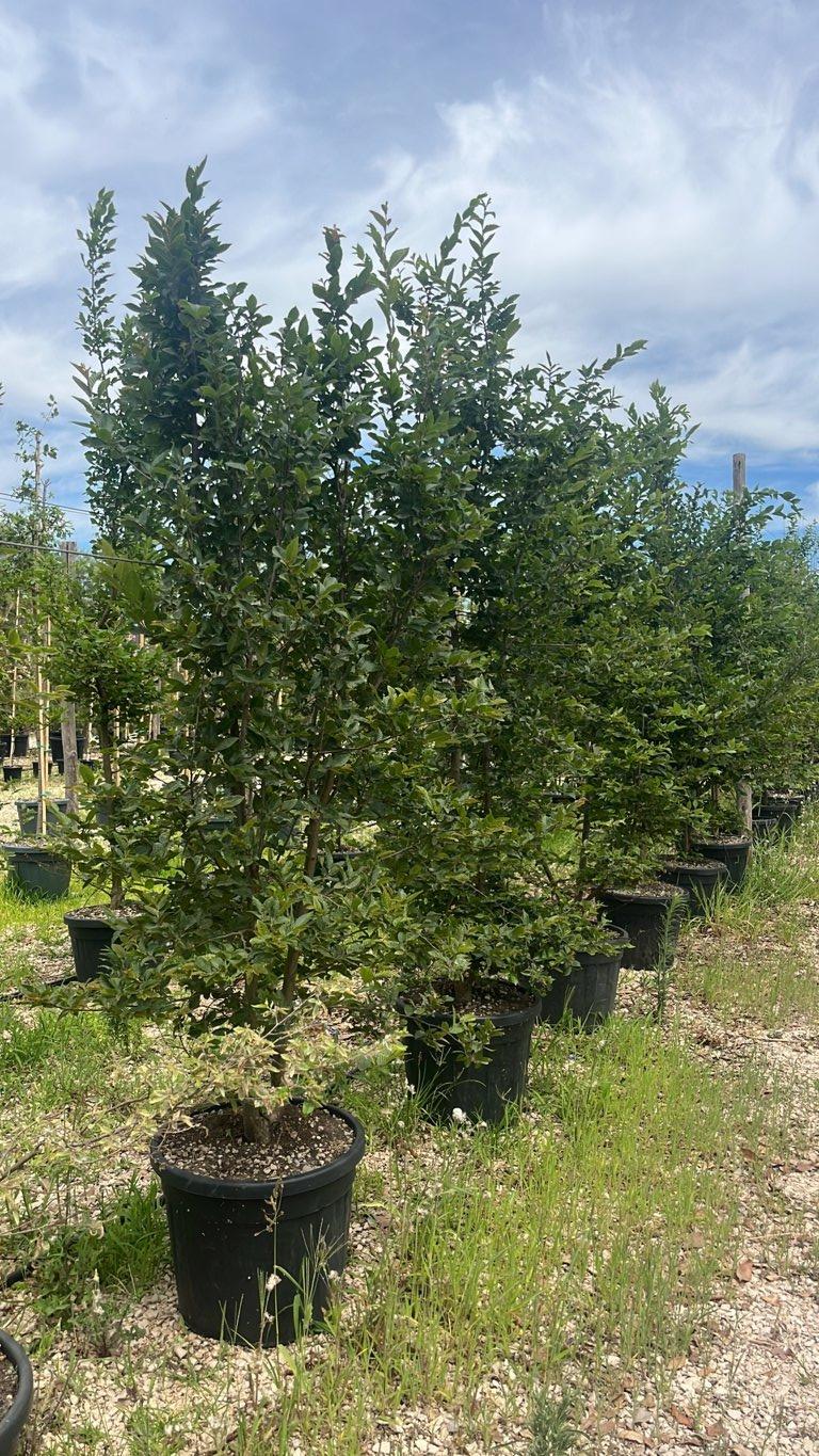 Carpinus Betulus (Carpino bianco) — Cespuglio, altezza 250/300 cm, vaso 55 litri
