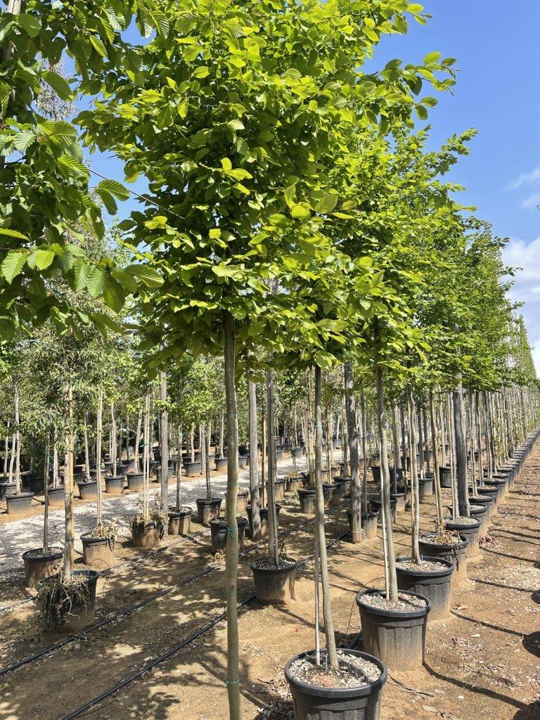 Carpinus Betulus (Carpino bianco) — Albero, circonferenza 14/16 cm, vaso 130 litri